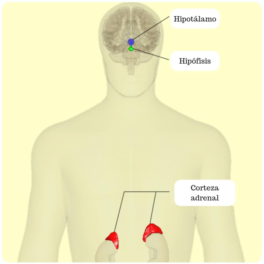 el hipotalamo en el estres