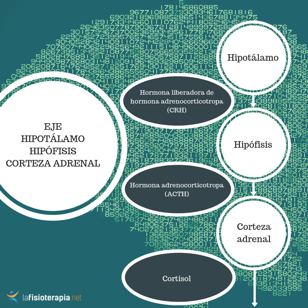 diagrma del eje hipotalamo-hipofisario-adrenal