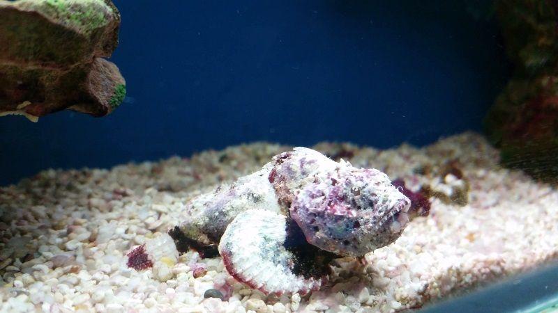 pez piedra en el acuario