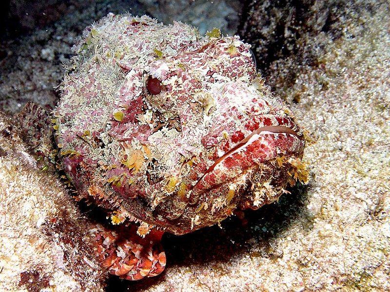 Synanceia horrida, pez piedra sobre fondo marino