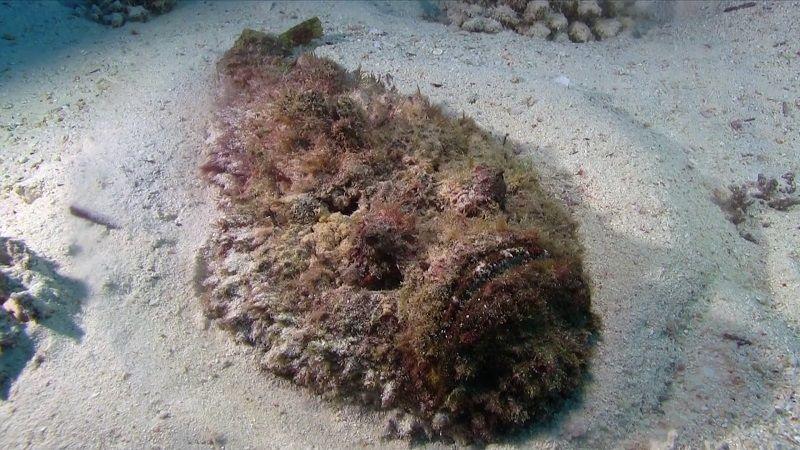 pez piedra totalmente desapercibido sobre el fondo del mar