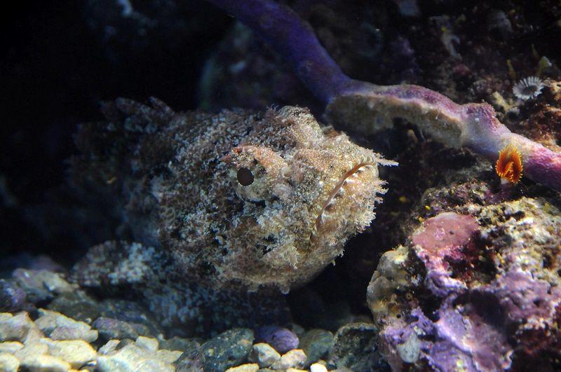 pez piedra, Synanceia horrida