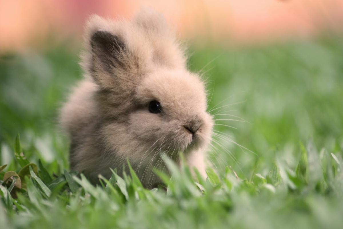 El conejo teddy es una raza enana adorable
