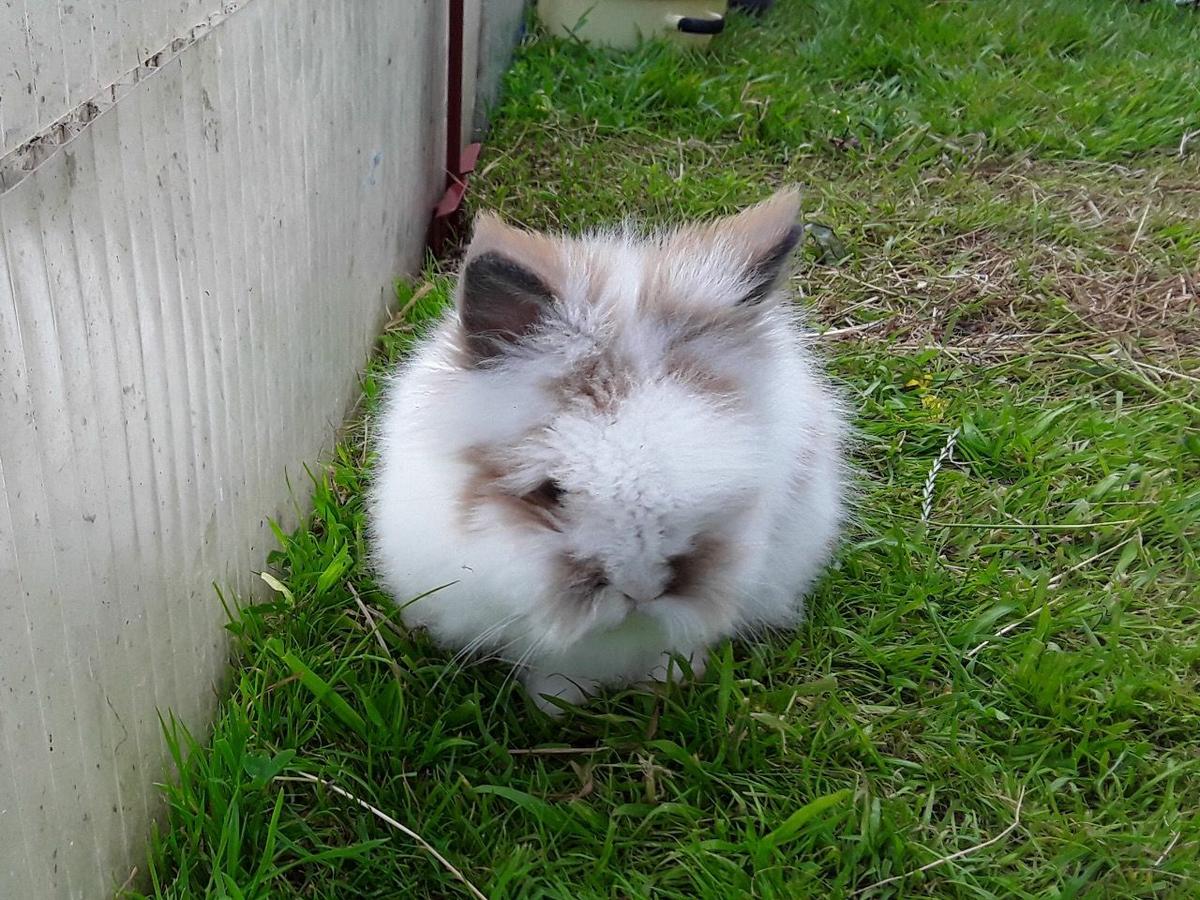El conejo Teddy es una raza enana que no supera los 2kg