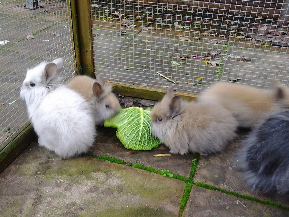Los conejos Teddy son muy pequeños