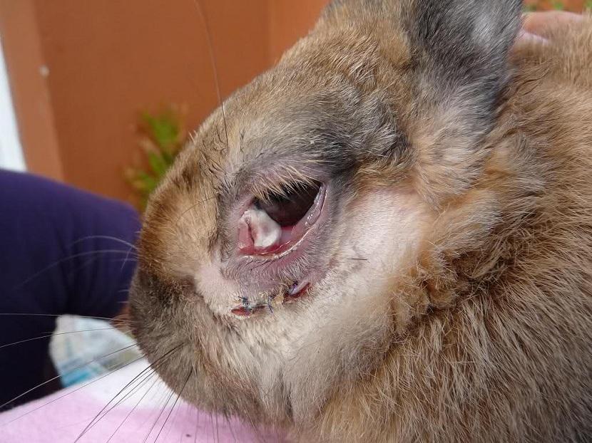 enfermedades en los ojos de conejos