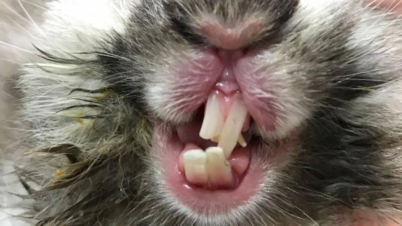 crecimeinto excesivo de dientes en conejos