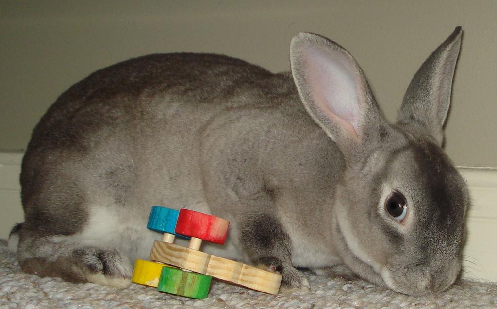 El conejo mini rex puede tener el pelo de distintos colores