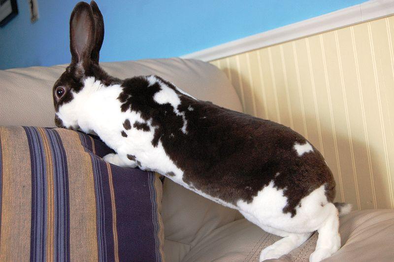 El conejo mini rex ha de hacer vida por casa