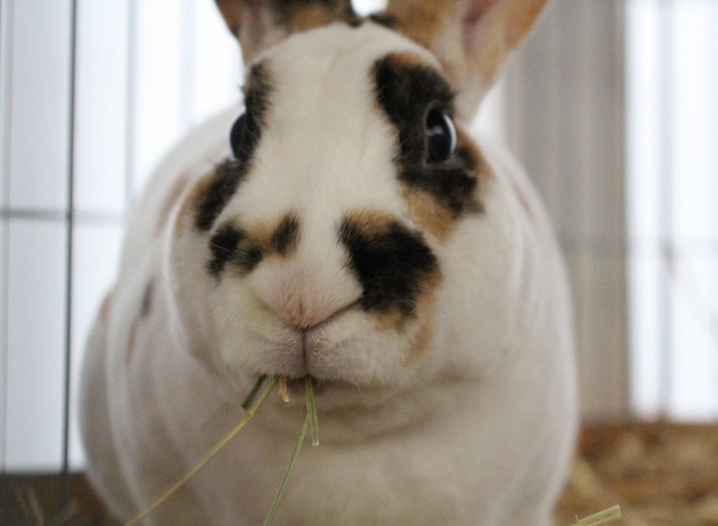 El mini rex debe comer heno a diario