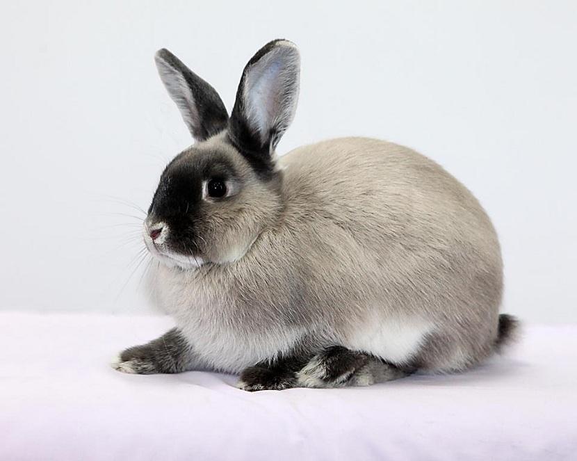 Características del conejo perlado