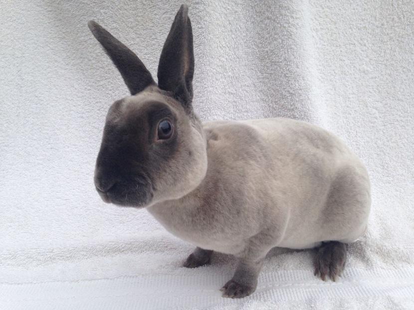 Comportamiento del conejo perlado