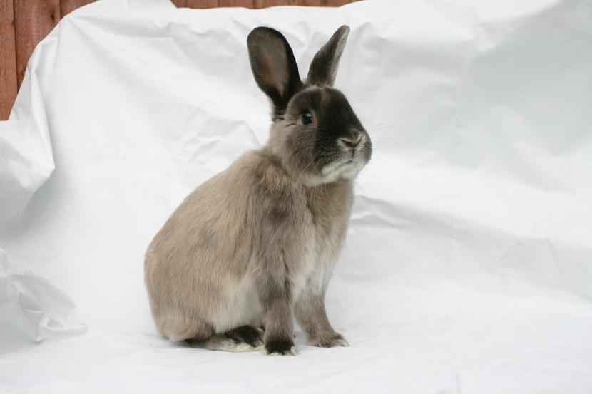 cuidados del conejo perlado