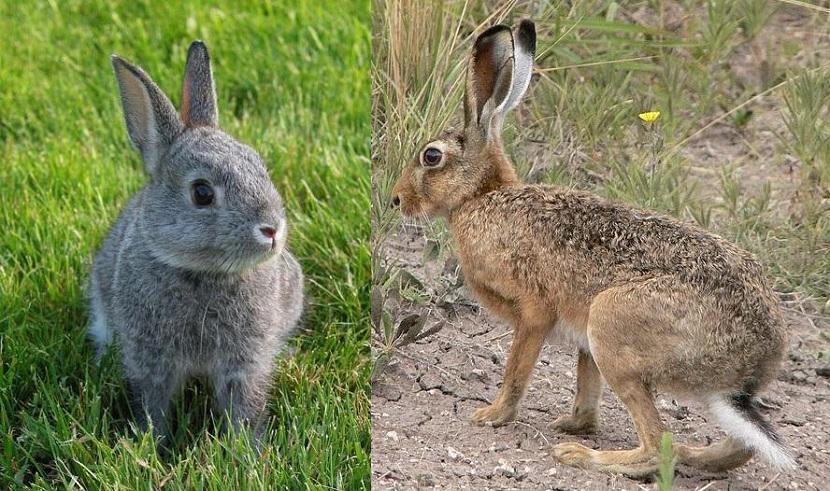 diferencias entre conejos y liebres