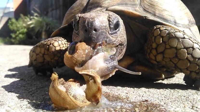 alimentacion de la tortuga de tierra