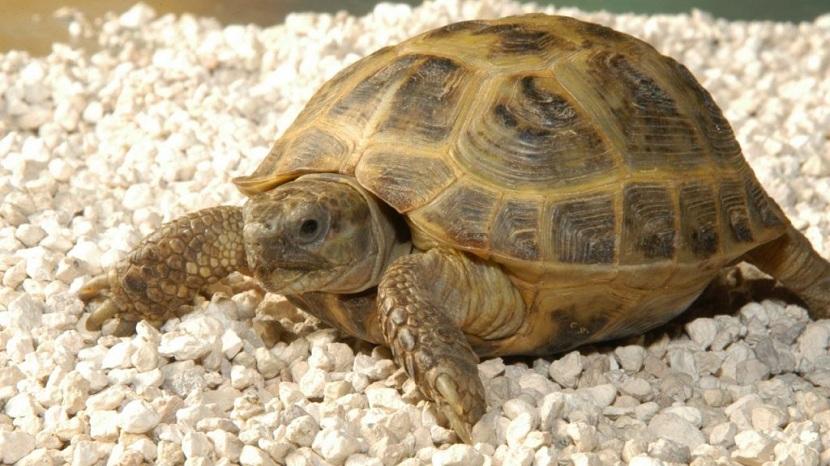 sustrato de tortugas de tierra