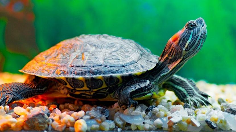 cuidados de las tortugas de agua