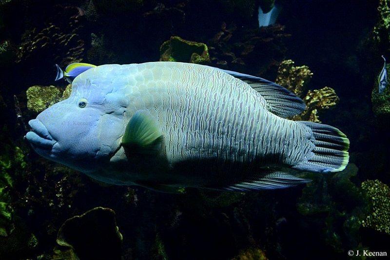 pez napoleón Cheilinus undulatus