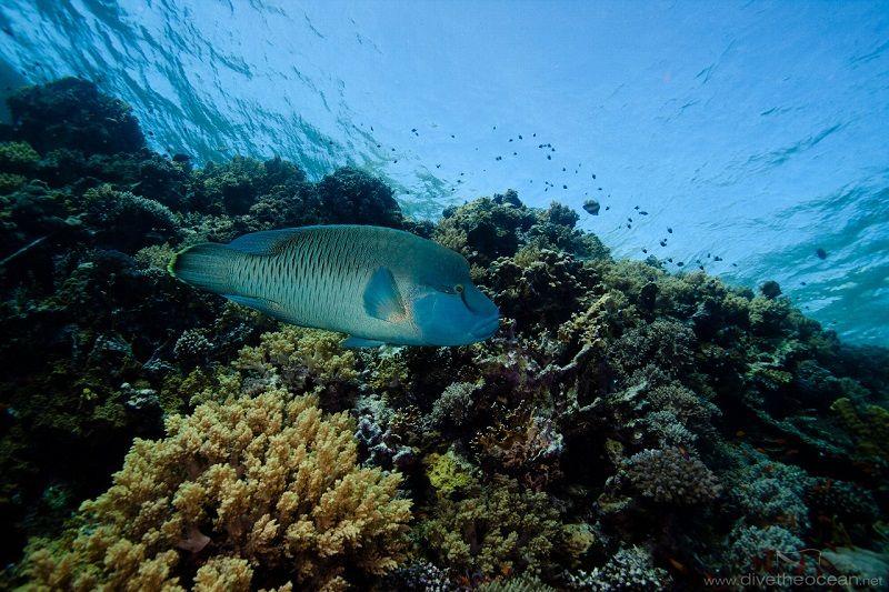 humphead maorí pez napoleón