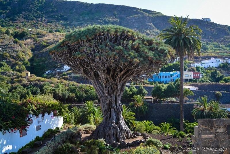 Tenerife