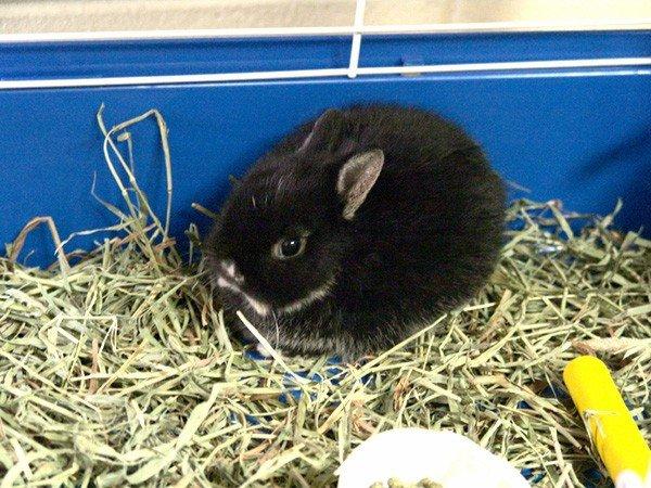 El conejo holandés enano puede tener el pelo negro