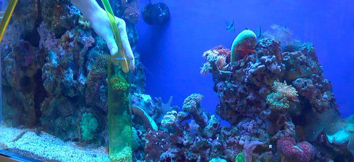 como limpiar un acuario, sifonador