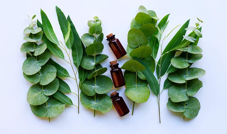 Remedio natural para la gripe de eucalipto - Trucos de salud caseros
