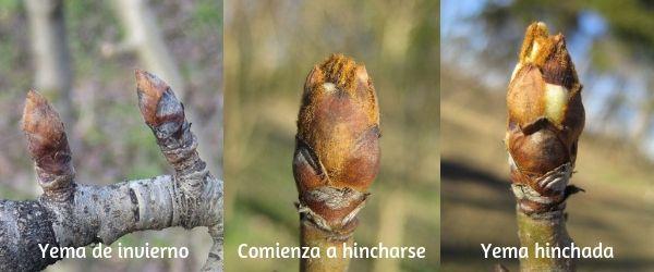 Yema hinchada para tratamiento de invierno