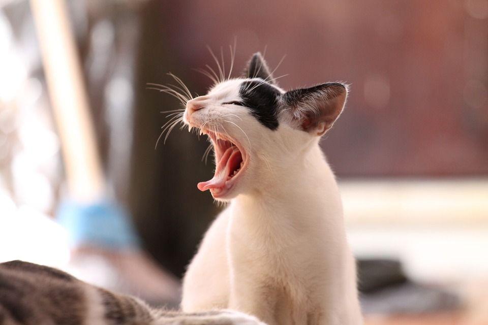 Gatos que estornudan o tose frecuentemente