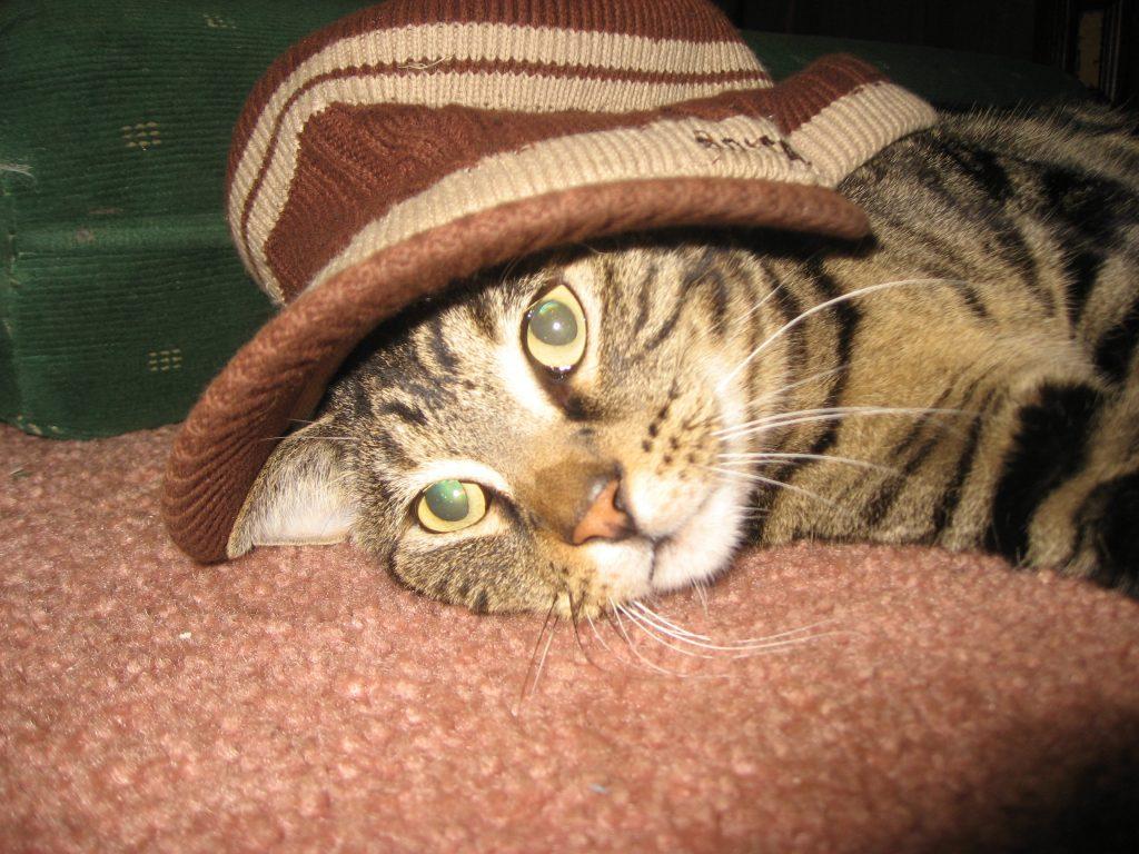 síntomas artritis gato