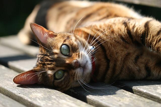 causas de la artritis en gatos
