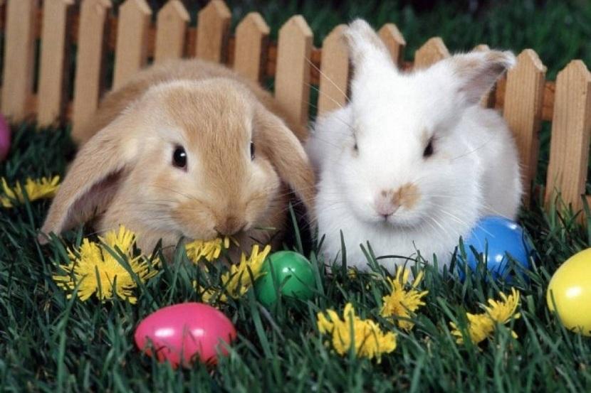 origen del Conejo de Pascua