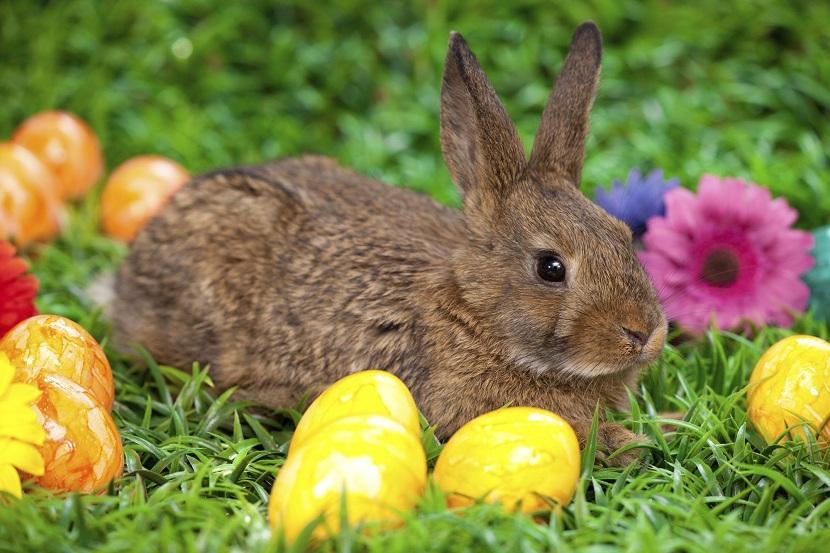Leyenda del conejo de Pascua