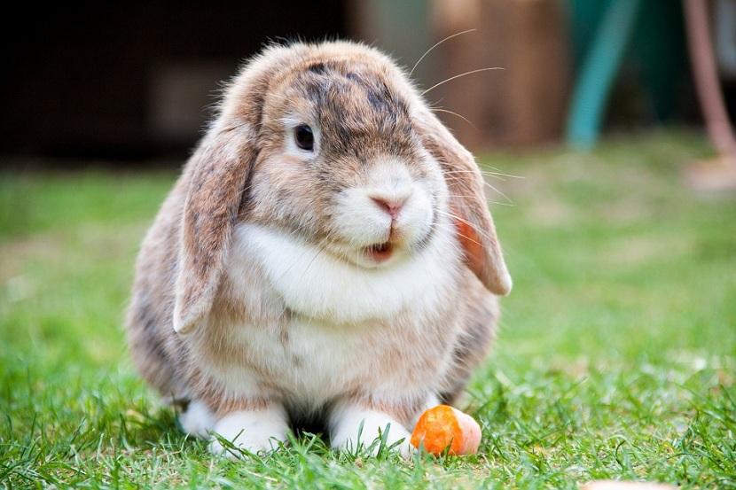 Conejo comiendo zanahoria