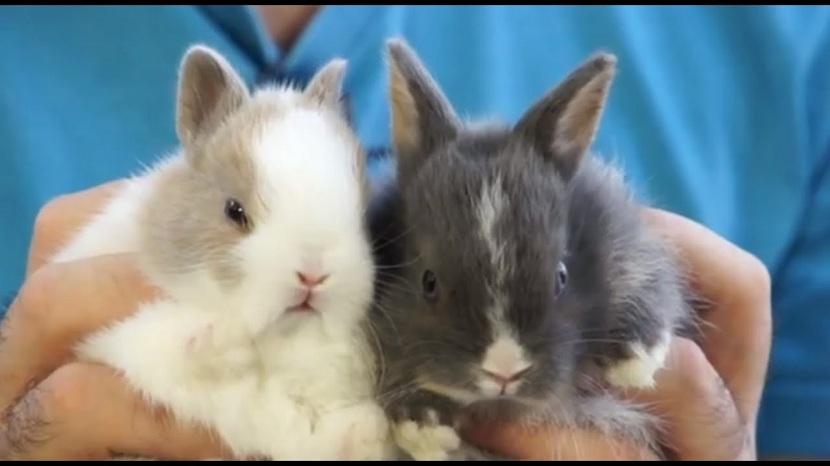 Diferencias de conejo toy y super toy