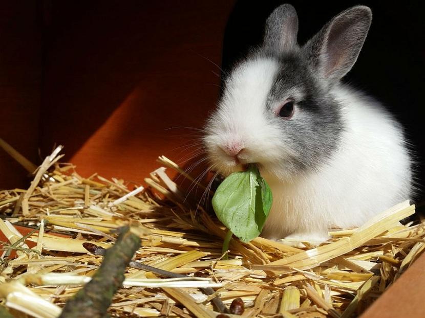 Madriguera para conejos