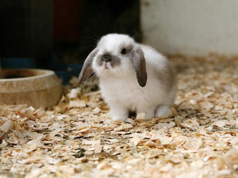 Suelo de paja para conejos