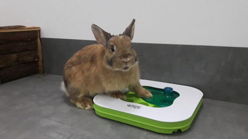 Juguete para conejos