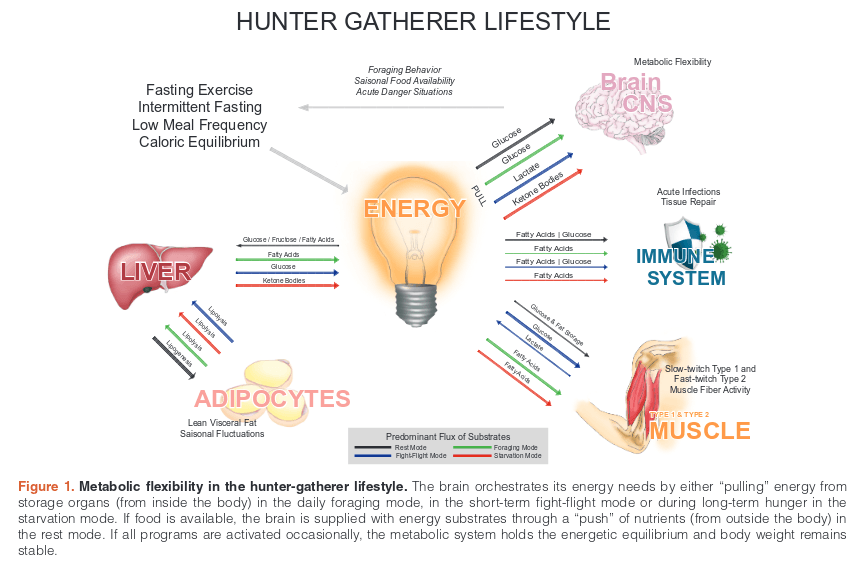 Figura 2 flexibilidad metabolica