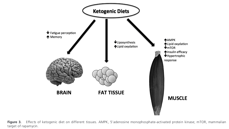 Figura 4 flexibilidad metabolica