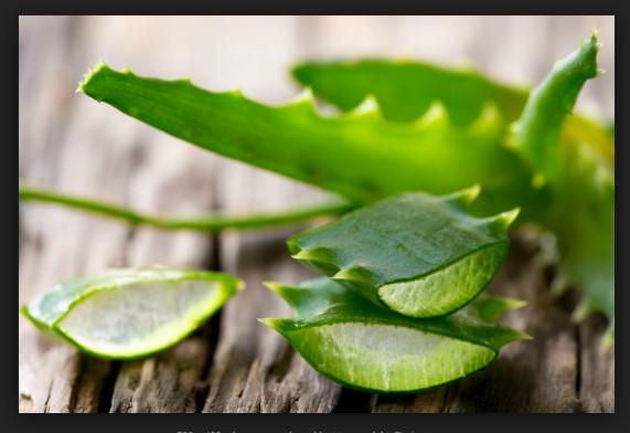 aloe vera o sabila remedios caseros para la caida del cabello