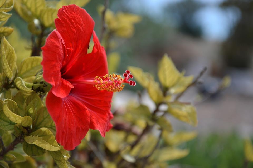 hola de cayena o hibiscus remedio casero para la caida del cabello