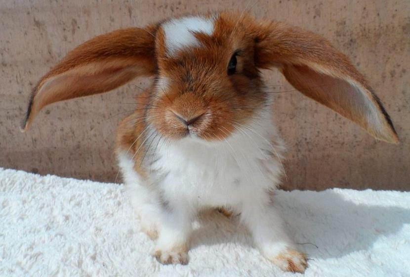 Orejas grandes de conejo