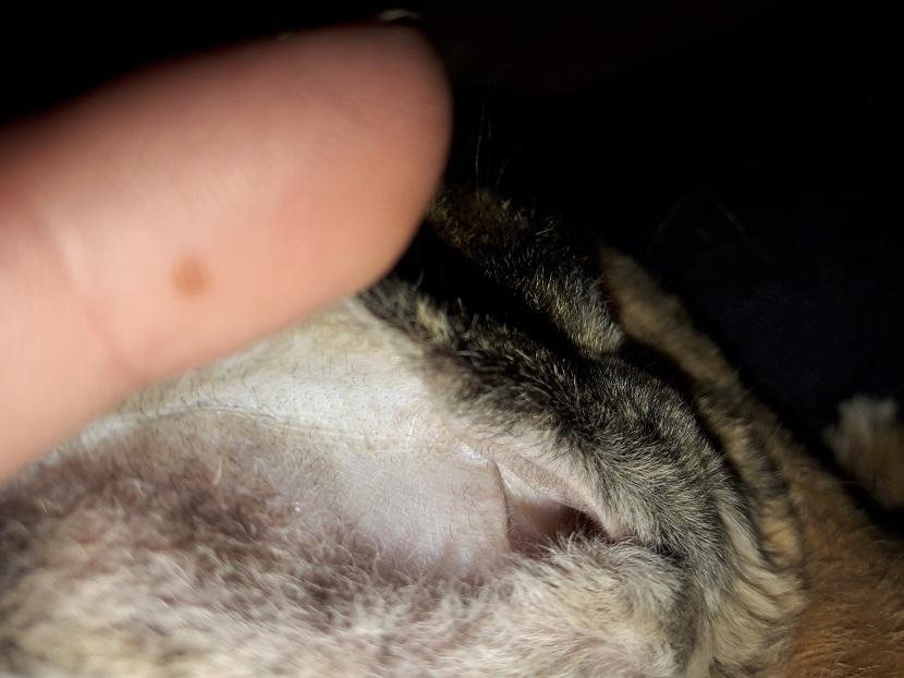 Limpieza de orejas del conejo