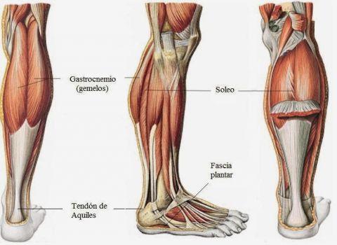 Hipertrofia para hacer crecer los gemelos