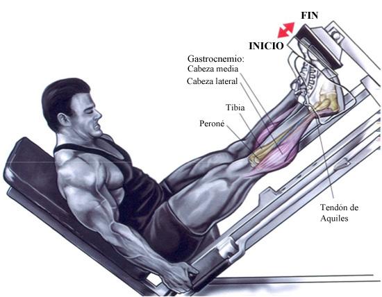 Hipertrofia para hacer crecer los gemelos