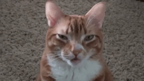 gato me parpadea