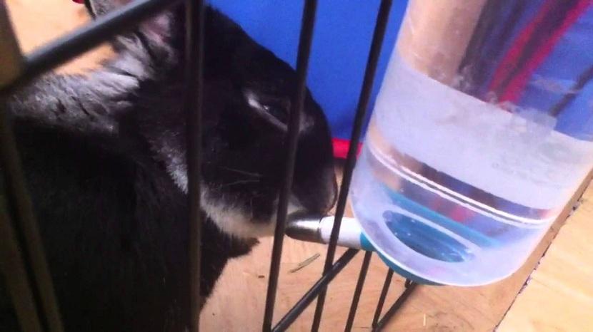 Conejo bebiendo del bebedero