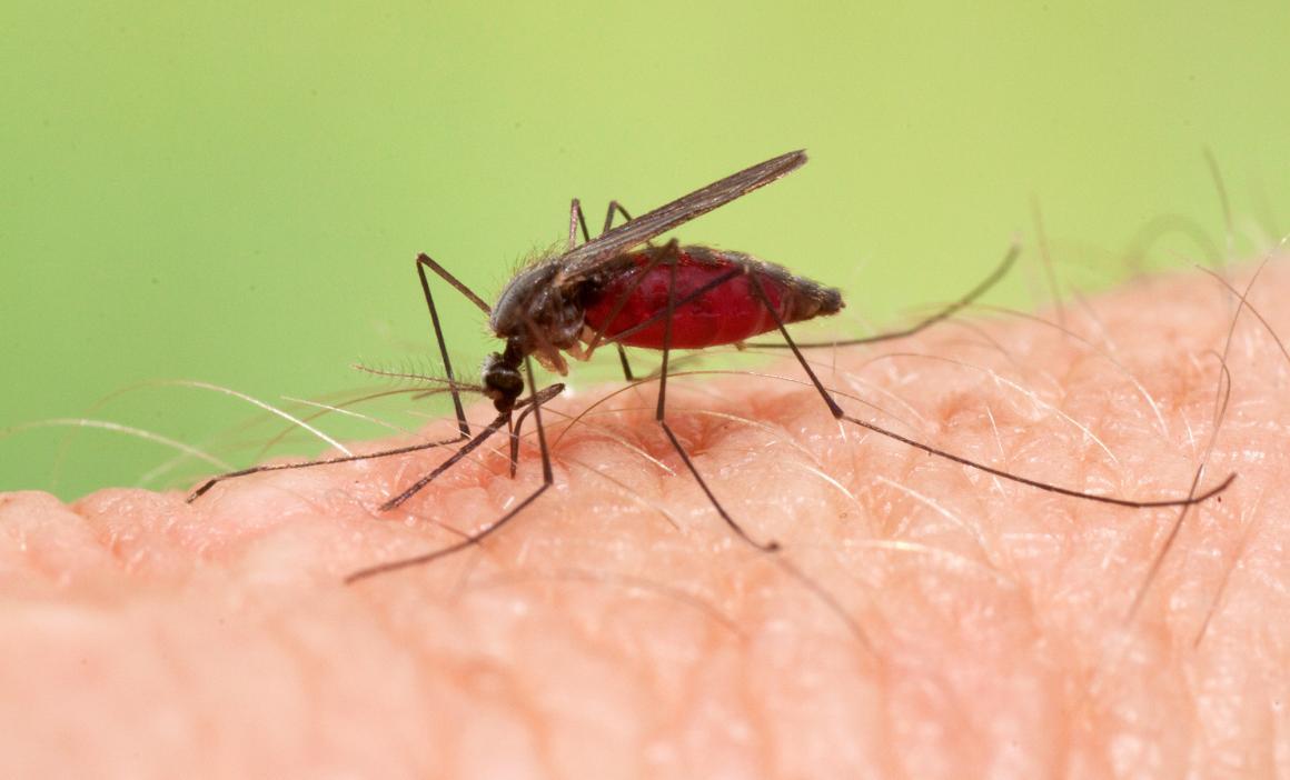 como eliminar los mosquitos anapheles