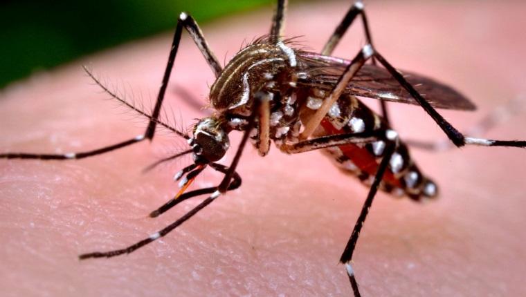 como eliminar los mosquitos aedes